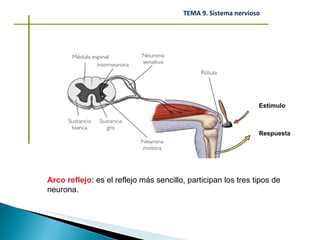 Arco reflejo : es el reflejo más sencillo, participan los tres tipos de neurona. Estímulo Respuesta 