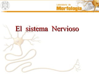 El  sistema  Nervioso 