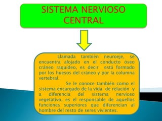 SISTEMA NERVIOSO
      CENTRAL


         Llamada también neuroeje, se
encuentra alojado en el conducto óseo
cráneo raquídeo, es decir está formado
por los huesos del cráneo y por la columna
vertebral.
             Se le conoce también como el
sistema encargado de la vida de relación y
a    diferencia   del   sistema    nervioso
vegetativo, es el responsable de aquellos
funciones superiores que diferencian al
hombre del resto de seres vivientes.
 