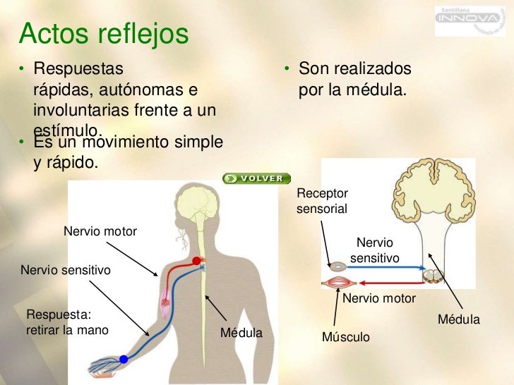 Sistema nervioso
