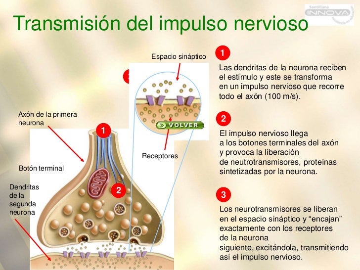 Sistema nervioso