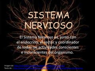 SISTEMA
                      NERVIOSO
               El Sistema Nervioso es, junto con
             el endocrino, el rector y coordinador
             de todas las actividades conscientes
                e inconscientes del organismo.


Imagen de: http://manologm.wordpress.com/2010/08/24/la-neurona/
Texto de: : http://www.juntadeandalucia.es/averroes/~29701428/salud/nervio.htm#nervios
 