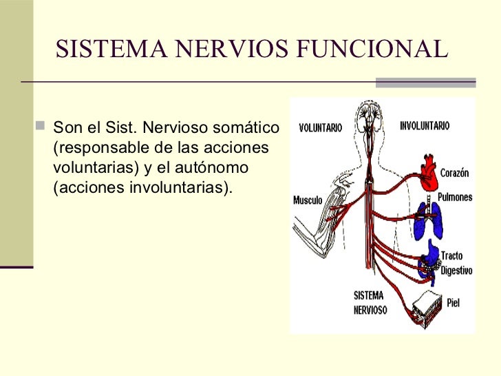 Sistema nervioso