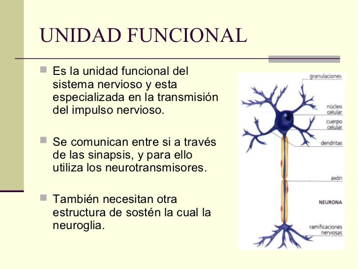 Cual Es La Unidad Funcional Del Sistema Nervioso es.slideshare.net