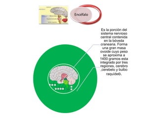 Encéfalo


            Es la porción del
            sistema nervioso
            central contenida
               en la bóveda
            craneana. Forma
             una gran masa
           ovoide cuyo peso
              se aproxima a
           1400 gramos esta
           integrado por tres
           regiones, cerebro
            ,cerebelo y bulbo
                raquídeo.
 