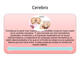 Cerebro



Constituye la parte mas importante del encéfalo ocupa la mayor parte
    de la cavidad craneana. Y esta formado por dos hemisferios
    cerebrales, el derecho y el izquierdo separados por la cisura
 interhemisferica o longitudinal sin embargo ambos hemisferios no
están desconectados si no que en el fondo se observa una sustancia
  blanca que las nutre entre si esta sustancia recibe el nombre de
                           cuerpo calloso.
 