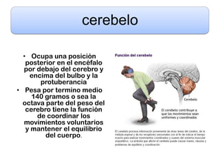 cerebelo

  • Ocupa una posición
   posterior en el encéfalo
  por debajo del cerebro y
    encima del bulbo y la
       protuberancia
• Pesa por termino medio
     140 gramos o sea la
  octava parte del peso del
   cerebro tiene la función
      de coordinar los
  movimientos voluntarios
   y mantener el equilibrio
         del cuerpo.
 