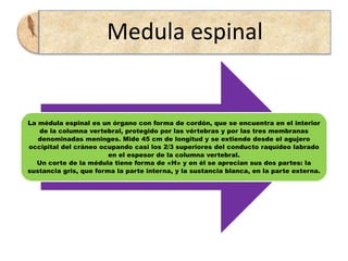 Medula espinal


La médula espinal es un órgano con forma de cordón, que se encuentra en el interior
   de la columna vertebral, protegido por las vértebras y por las tres membranas
   denominadas meninges. Mide 45 cm de longitud y se extiende desde el agujero
occipital del cráneo ocupando casi los 2/3 superiores del conducto raquídeo labrado
                        en el espesor de la columna vertebral.
  Un corte de la médula tiene forma de «H» y en él se aprecian sus dos partes: la
sustancia gris, que forma la parte interna, y la sustancia blanca, en la parte externa.
 