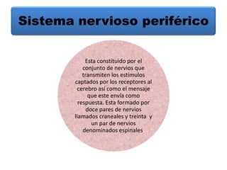 Sistema nervioso periférico


             Esta constituido por el
            conjunto de nervios que
            transmiten los estímulos
        captados por los receptores al
          cerebro así como el mensaje
              que este envía como
          respuesta. Esta formado por
              doce pares de nervios
        llamados craneales y treinta y
                un par de nervios
            denominados espinales.
 