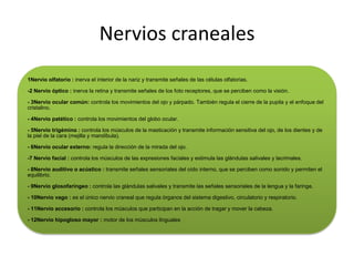 Nervios craneales
1Nervio olfatorio : inerva el interior de la nariz y transmite señales de las células olfatorias.

-2 Nervio óptico : inerva la retina y transmite señales de los foto receptores, que se perciben como la visión.

- 3Nervio ocular común: controla los movimientos del ojo y párpado. También regula el cierre de la pupila y el enfoque del
cristalino.

- 4Nervio patético : controla los movimientos del globo ocular.

- 5Nervio trigémino : controla los músculos de la masticación y transmite información sensitiva del ojo, de los dientes y de
la piel de la cara (mejilla y mandíbula).

- 6Nervio ocular externo: regula la dirección de la mirada del ojo.

-7 Nervio facial : controla los músculos de las expresiones faciales y estimula las glándulas salivales y lacrimales.

- 8Nervio auditivo o acústico : transmite señales sensoriales del oído interno, que se perciben como sonido y permiten el
equilibrio.

- 9Nervio glosofaríngeo : controla las glándulas salivales y transmite las señales sensoriales de la lengua y la faringe.

- 10Nervio vago : es el único nervio craneal que regula órganos del sistema digestivo, circulatorio y respiratorio.

- 11Nervio accesorio : controla los músculos que participan en la acción de tragar y mover la cabeza.

- 12Nervio hipogloso mayor : motor de los músculos linguales
 