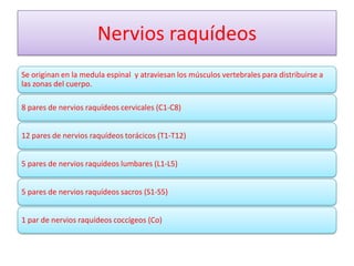 Nervios raquídeos
Se originan en la medula espinal y atraviesan los músculos vertebrales para distribuirse a
las zonas del cuerpo.

8 pares de nervios raquídeos cervicales (C1-C8)


12 pares de nervios raquídeos torácicos (T1-T12)


5 pares de nervios raquídeos lumbares (L1-L5)


5 pares de nervios raquídeos sacros (S1-S5)


1 par de nervios raquídeos coccígeos (Co)
 