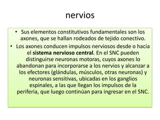 nervios
  • Sus elementos constitutivos fundamentales son los
     axones, que se hallan rodeados de tejido conectivo.
• Los axones conducen impulsos nerviosos desde o hacia
        el sistema nervioso central. En el SNC pueden
       distinguirse neuronas motoras, cuyos axones lo
   abandonan para incorporarse a los nervios y alcanzar a
    los efectores (glándulas, músculos, otras neuronas) y
         neuronas sensitivas, ubicadas en los ganglios
         espinales, a las que llegan los impulsos de la
   periferia, que luego continúan para ingresar en el SNC.
 