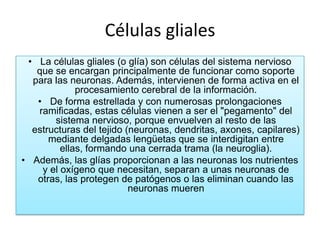 Células gliales
 • La células gliales (o glía) son células del sistema nervioso
   que se encargan principalmente de funcionar como soporte
  para las neuronas. Además, intervienen de forma activa en el
             procesamiento cerebral de la información.
   • De forma estrellada y con numerosas prolongaciones
   ramificadas, estas células vienen a ser el "pegamento" del
       sistema nervioso, porque envuelven al resto de las
  estructuras del tejido (neuronas, dendritas, axones, capilares)
      mediante delgadas lengüetas que se interdigitan entre
         ellas, formando una cerrada trama (la neuroglia).
• Además, las glías proporcionan a las neuronas los nutrientes
    y el oxígeno que necesitan, separan a unas neuronas de
   otras, las protegen de patógenos o las eliminan cuando las
                          neuronas mueren
 