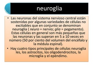 neuroglia
• Las neuronas del sistema nervioso central están
  sostenidas por algunas variedades de células no
     excitables que en conjunto se denominan
   neuroglia ( neuro = nervio; glia = pegamento).
  Estas células en general son más pequeñas que
   las neuronas y las superan en 5 a 10 veces en
 número (50 por ciento del volumen del encéfalo y
                  la médula espinal).
• Hay cuatro tipos principales de células neuroglia
     les, los astrocitos, los oligodendrocitos, la
               microglia y el epéndimo.
 