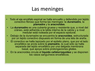 Las meninges
• Todo el eje encéfalo espinal se halla envuelto y defendido por tejido
      conectivo fibroso que forma las meninges: la duramadre, la
                        piamadre y la aracnoides.
 • La duramadre es una cubierta gruesa y resistente que, a nivel del
      cráneo, está adherida a la tabla interna de la calota y a nivel
              medular está rodeada por el espacio epidural.
 • Debajo de la duramadre se encuentra la aracnoides, estructurada
    por un tejido conectivo dispuesto en forma de una tela de araña.
 • El conectivo se halla tapizado por el epitelio plano, que por el lado
       encefálico se ancla sobre la piamadre, la cual sólo se halla
       separada del tejido encefálico por una delgada membrana
             basal, que apoya sobre prolongaciones gliales.
 • En la aracnoides circula el líquido cefalorraquídeo y se disponen
                    los vasos sanguíneos encefálicos.
 