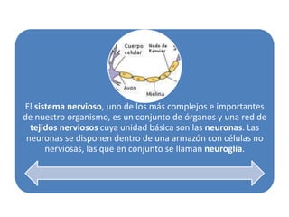 El sistema nervioso, uno de los más complejos e importantes
de nuestro organismo, es un conjunto de órganos y una red de
  tejidos nerviosos cuya unidad básica son las neuronas. Las
 neuronas se disponen dentro de una armazón con células no
      nerviosas, las que en conjunto se llaman neuroglia.
 