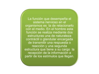 La función que desempeña el
       sistema nervioso en el
organismos es la de relacionarlo
 con el medio. En el hombre esta
 función se realiza mediante dos
  estructuras una de naturaleza
 contráctil o glandular encargada
   de transmitir una respuesta o
      reacción y una segunda
estructura que tiene a su cargo la
  recepción de la información a
partir de los estímulos que llegan.
 