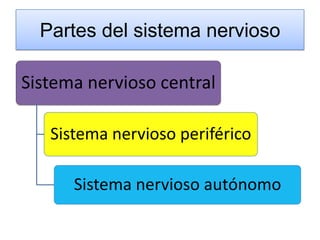 Partes del sistema nervioso

Sistema nervioso central

   Sistema nervioso periférico

      Sistema nervioso autónomo
 