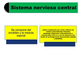 Sistema nervioso central



  Se compone del        ambos compuestos por varios millones de
                             células especializadas llamadas
encéfalo y la medula      neuronas, dispuestas ordenadamente y
                       comunicadas entre sí y con los efectores por
      espinal          medio de prolongaciones denominadas axones
                                        y dendritas
 