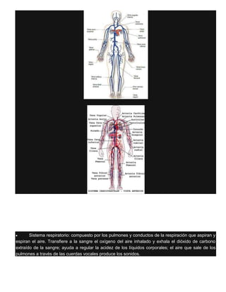 Sistema respiratorio: compuesto por los pulmones y conductos de la respiración que aspiran y
espiran el aire. Transfiere a la sangre el oxígeno del aire inhalado y exhala el dióxido de carbono
extraído de la sangre; ayuda a regular la acidez de los líquidos corporales; el aire que sale de los
pulmones a través de las cuerdas vocales produce los sonidos.
 
