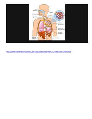 http://elmercaderdelasalud.blogspot.mx/2010/11/resumen-de-los-11-sistemas-del-cuerpo.html
 
