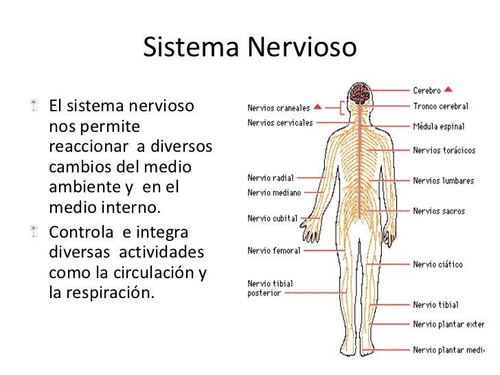 Sistema nervioso