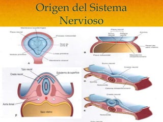 Origen del Sistema
    Nervioso
 