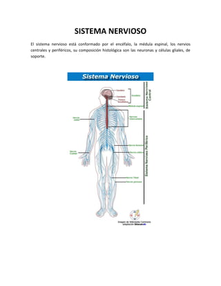 SISTEMA NERVIOSO
El sistema nervioso está conformado por el encéfalo, la médula espinal, los nervios
centrales y periféricos, su composición histológica son las neuronas y células gliales, de
soporte.
 