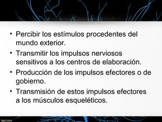 • Percibir los estímulos procedentes del
  mundo exterior.
• Transmitir los impulsos nerviosos
  sensitivos a los centros de elaboración.
• Producción de los impulsos efectores o de
  gobierno.
• Transmisión de estos impulsos efectores
  a los músculos esqueléticos.
 