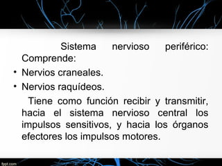 Sistema     nervioso   periférico:
  Comprende:
• Nervios craneales.
• Nervios raquídeos.
    Tiene como función recibir y transmitir,
  hacia el sistema nervioso central los
  impulsos sensitivos, y hacia los órganos
  efectores los impulsos motores.
 