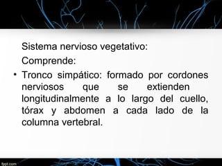 Sistema nervioso vegetativo:
  Comprende:
• Tronco simpático: formado por cordones
  nerviosos    que     se     extienden
  longitudinalmente a lo largo del cuello,
  tórax y abdomen a cada lado de la
  columna vertebral.
 