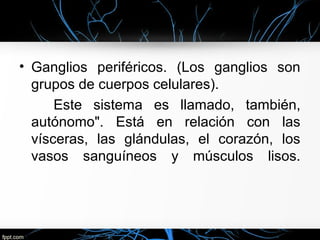 • Ganglios periféricos. (Los ganglios son
  grupos de cuerpos celulares).
      Este sistema es llamado, también,
  autónomo". Está en relación con las
  vísceras, las glándulas, el corazón, los
  vasos sanguíneos y músculos lisos.
 