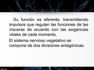 Su función es eferente, transmitiendo
impulsos que regulan las funciones de las
vísceras de acuerdo con las exigencias
vitales de cada momento.
El sistema nervioso vegetativo se
compone de dos divisiones antagónicas:
 