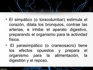 • El simpático (o toracolumbar) estimula el
  corazón, dilata los bronquios, contrae las
  arterias, e inhibe el aparato digestivo,
  preparando el organismo para la actividad
  física.
• El parasimpático (o craneosacro) tiene
  los efectos opuestos y prepara el
  organismo para la alimentación, la
  digestión y el reposo.
 