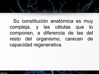 Su constitución anatómica es muy
compleja, y las células que lo
componen, a diferencia de las del
resto del organismo, carecen de
capacidad regenerativa.
 