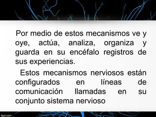 Por medio de estos mecanismos ve y
oye, actúa, analiza, organiza y
guarda en su encéfalo registros de
sus experiencias.
 Estos mecanismos nerviosos están
configurados      en    líneas  de
comunicación     llamadas    en su
conjunto sistema nervioso
 