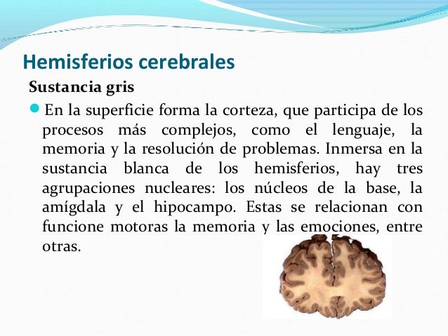 El departamento de pecho los espasmos musculares