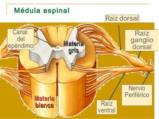 Raices Ventrales Y Dorsales De La Medula Espinal