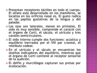  Presentan receptores táctiles en todo el cuerpo.
El olfato está desarrollado en los mamíferos, se
localiza en los orificios nasal es. El gusto radica
en las papilas gustativas de la lengua y del
paladar.
 Los ojos son laterales, menos en primates. El
oído es muy sensible, comprende el caracol con
el órgano de Corti, el sáculo, el utrículo y tres
canales semicirculares.
 El oído interno cumple dos funciones: acústica y
equilibrio inervados por el VIII par craneal, el
vestíbulo codear.
 En el utrículo y el sáculo se encuentran los
otolitos indicadores del equilibrio, mientras que
el órgano de Corti contiene al receptor sensorial
de la audición.
 El delfín y murciélagos capturan sus presas por
ecolocación.
 