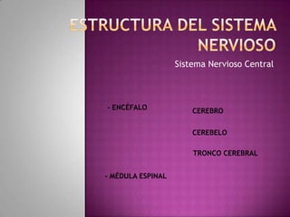 Sistema Nervioso Central
- ENCÉFALO
- MÉDULA ESPINAL
TRONCO CEREBRAL
CEREBRO
CEREBELO
 