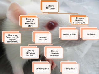 Sistema
Nervioso
Sistema
Nervioso
Periférico
(SNP)
Neuronas
Sensitivas (de
órganos
sensoriales)
Neuronas
Motoras
Sistema
Nervioso
somático
Sistema
Nervioso
autónomo
parasimpático Simpático
Sistema
Nervioso
Central (SNC)
Médula espinal Encéfalo
 