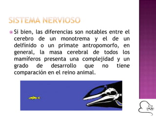  Si bien, las diferencias son notables entre el
cerebro de un monotrema y el de un
delfínido o un primate antropomorfo, en
general, la masa cerebral de todos los
mamíferos presenta una complejidad y un
grado de desarrollo que no tiene
comparación en el reino animal.
 
