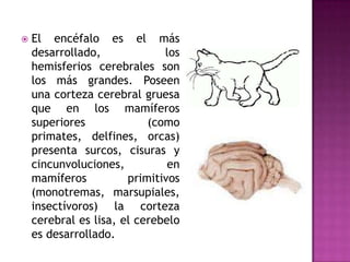  El encéfalo es el más
desarrollado, los
hemisferios cerebrales son
los más grandes. Poseen
una corteza cerebral gruesa
que en los mamíferos
superiores (como
primates, delfines, orcas)
presenta surcos, cisuras y
cincunvoluciones, en
mamíferos primitivos
(monotremas, marsupiales,
insectívoros) la corteza
cerebral es lisa, el cerebelo
es desarrollado.
 