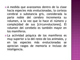  A medida que avanzamos dentro de la clase
hacia especies más evolucionadas, la corteza
cerebral o substancia gris, considerada la
parte noble del cerebro incrementa su
volumen, a la vez que lo hace el número y
complejidad de sus [circunvoluciones]. El
volumen del cerebelo es también mayor en
los mamíferos.
 La actividad psíquica de los mamíferos es
muy superior a la del resto de los animales, y
en las especies más evolucionadas se
aprecian rasgos de memoria e incluso de
inteligencia.
 