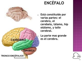 ENCÉFALO
● Está constituido por
varias partes: el
cerebro, el
cerebelo, tálamo, hip
otálamo, y tallo
cerebral.
● La parte mas grande
es el cerebro.
 