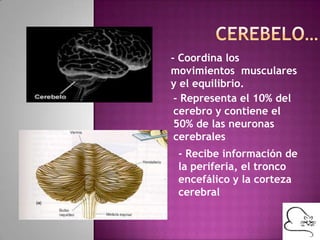 - Coordina los
movimientos musculares
y el equilibrio.
- Representa el 10% del
cerebro y contiene el
50% de las neuronas
cerebrales
- Recibe información de
la periferia, el tronco
encefálico y la corteza
cerebral
 