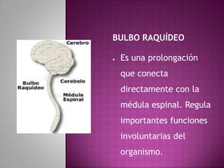 BULBO RAQUÍDEO
● Es una prolongación
que conecta
directamente con la
médula espinal. Regula
importantes funciones
involuntarias del
organismo.
 