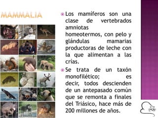  Los mamíferos son una
clase de vertebrados
amniotas
homeotermos, con pelo y
glándulas mamarias
productoras de leche con
la que alimentan a las
crías.
 Se trata de un taxón
monofilético; es
decir, todos descienden
de un antepasado común
que se remonta a finales
del Triásico, hace más de
200 millones de años.
 