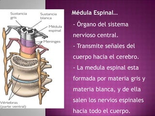 Médula Espinal…
- Órgano del sistema
nervioso central.
- Transmite señales del
cuerpo hacia el cerebro.
- La medula espinal esta
formada por materia gris y
materia blanca, y de ella
salen los nervios espinales
hacia todo el cuerpo.
 