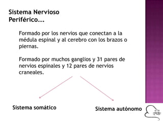 Sistema Nervioso
Periférico….
Formado por los nervios que conectan a la
médula espinal y al cerebro con los brazos o
piernas.
Formado por muchos ganglios y 31 pares de
nervios espinales y 12 pares de nervios
craneales.
Sistema somático Sistema autónomo
 
